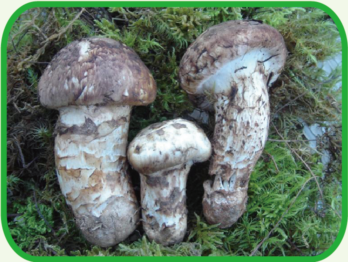 松茸 Masutake mushroom