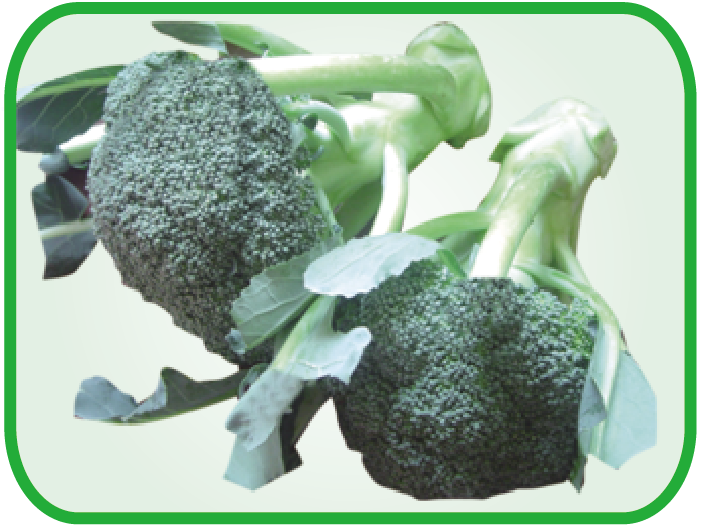 西兰花 Broccoli