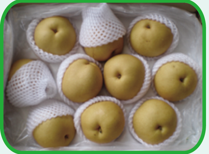 圆黄梨 Yanhuang round pear
